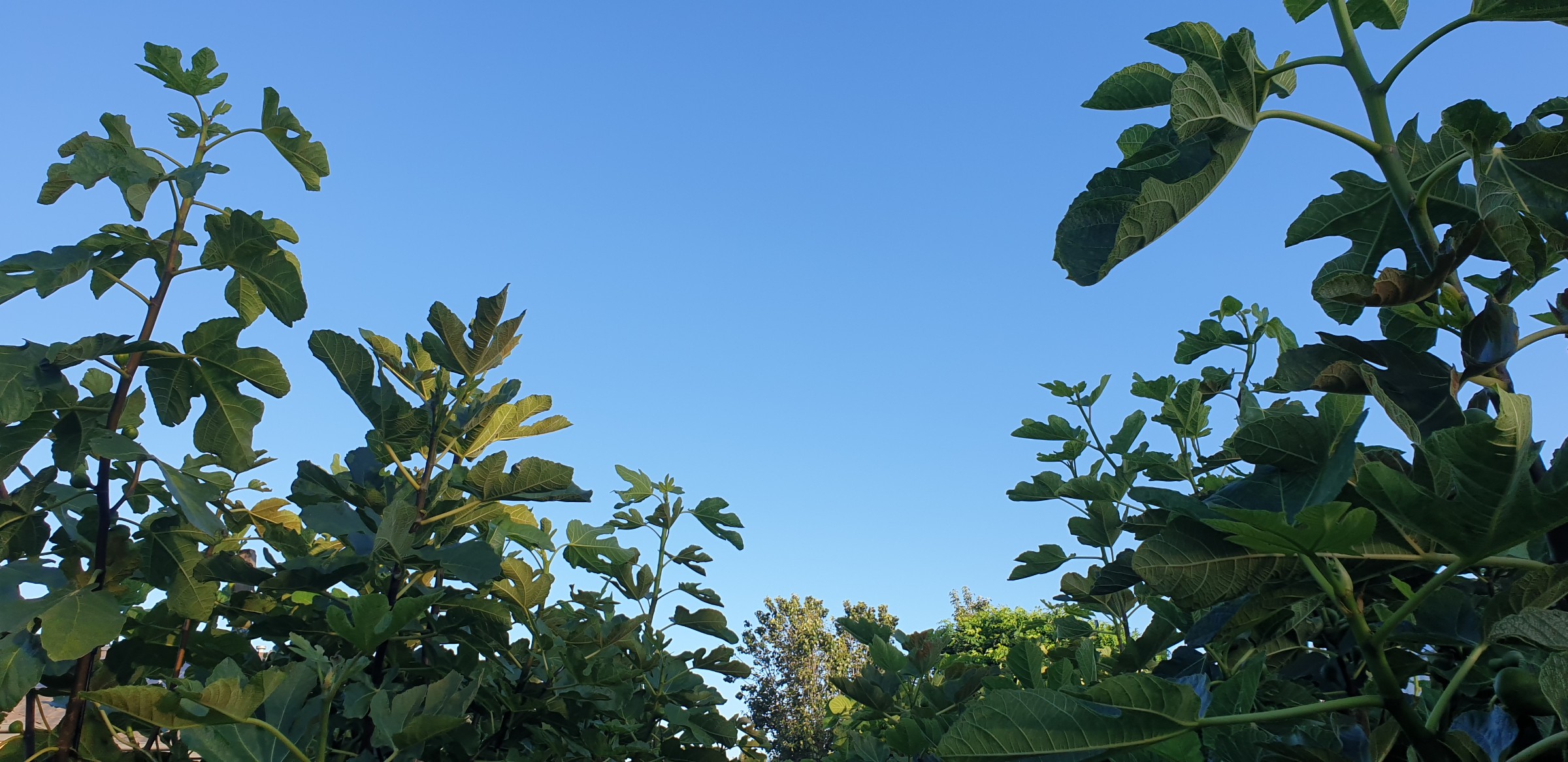 A mature fig orchard in warm afternoon light
